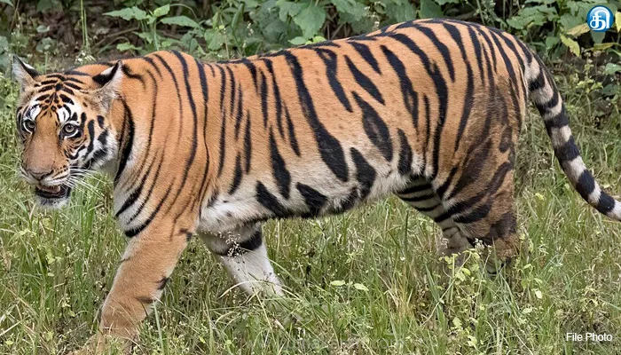 வால்பாறை அருகே சிறுவனை புலி தாக்கி பரபரப்பு