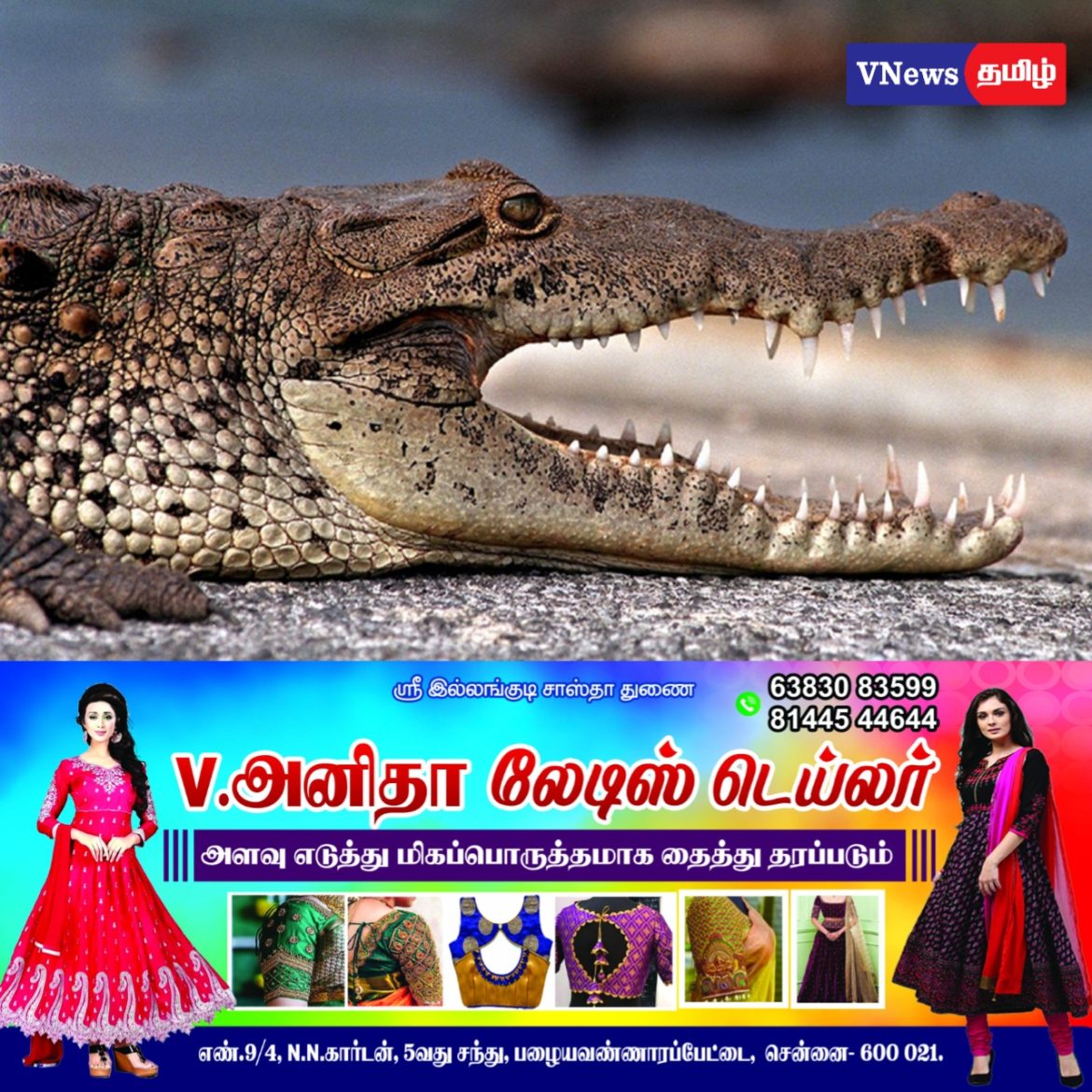 முதலை தாக்குதல் – தாயின் தைரியத்தில் உயிர் தப்பிய சிறுவன்