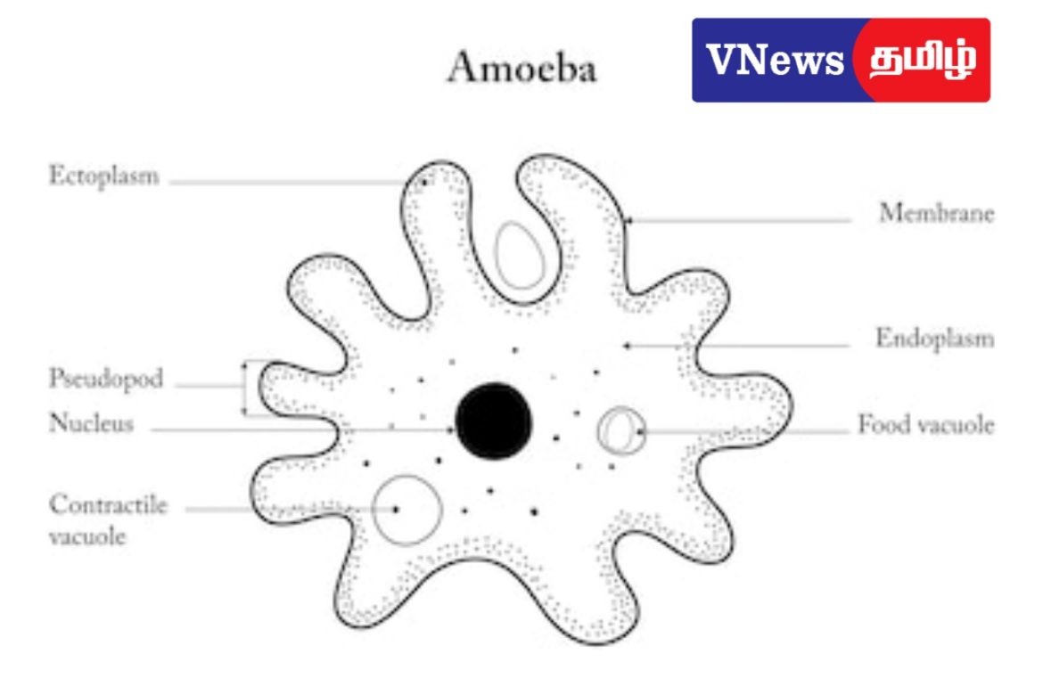 கண்ணூரில் அமீபா மூளைக்காய்ச்சலால் பெண் உயிரிழப்பு