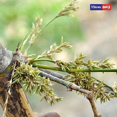 மூங்கில் அரிசியின் நன்மைகள் – உடலுக்கு அரிய இயற்கை மருந்து